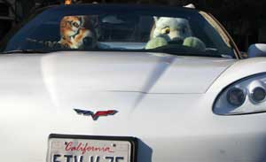 Atpaw and Utlah in the Corvette